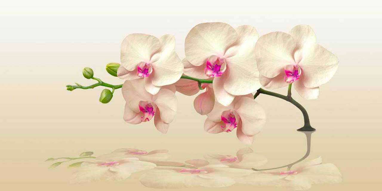 Фотообои в интерьере ветка орхидеи над водой  10-202 фото