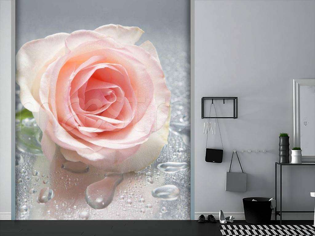 Фотообои Нежная роза с каплями росы  10-249