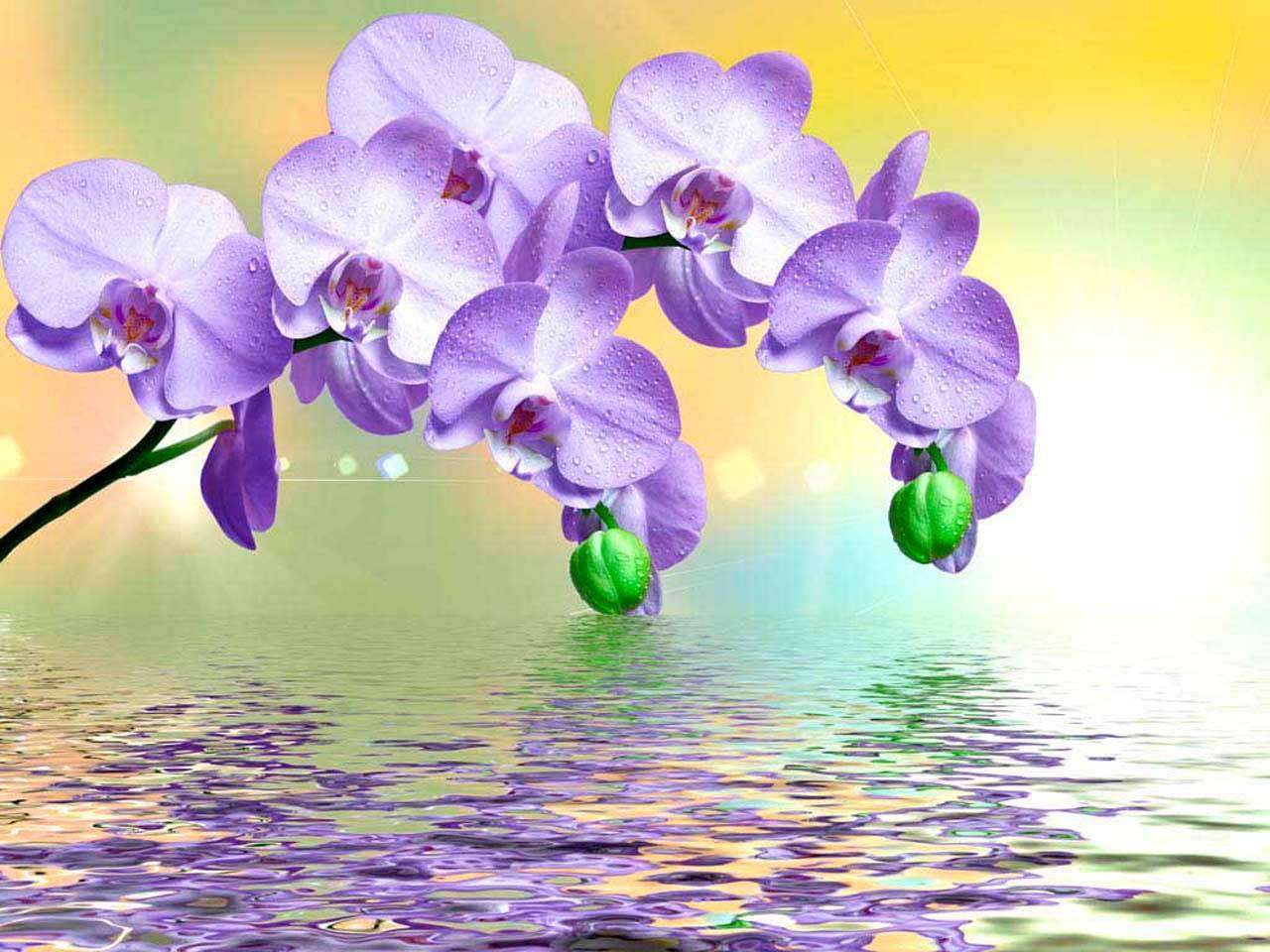 Фотообои в интерьере сиреневая орхидея на зеленом фоне над водой  10-216 фото