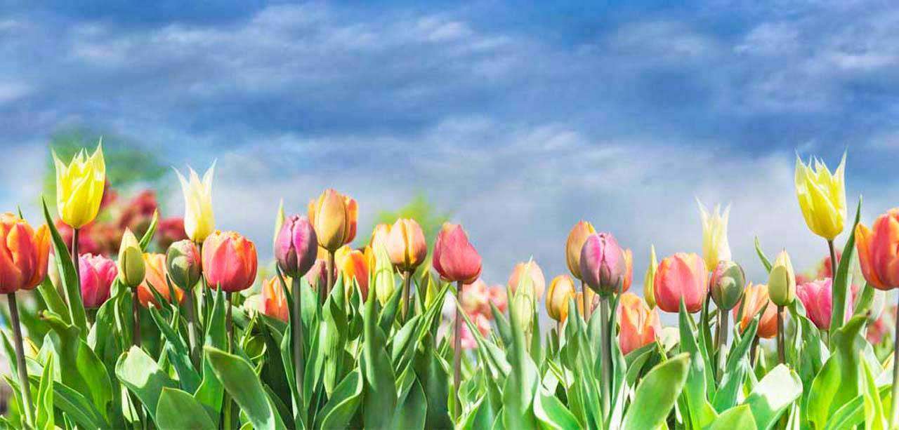 Фотообои в интерьере разноцветные тюльпаны под голубым небом  10-149 фото
