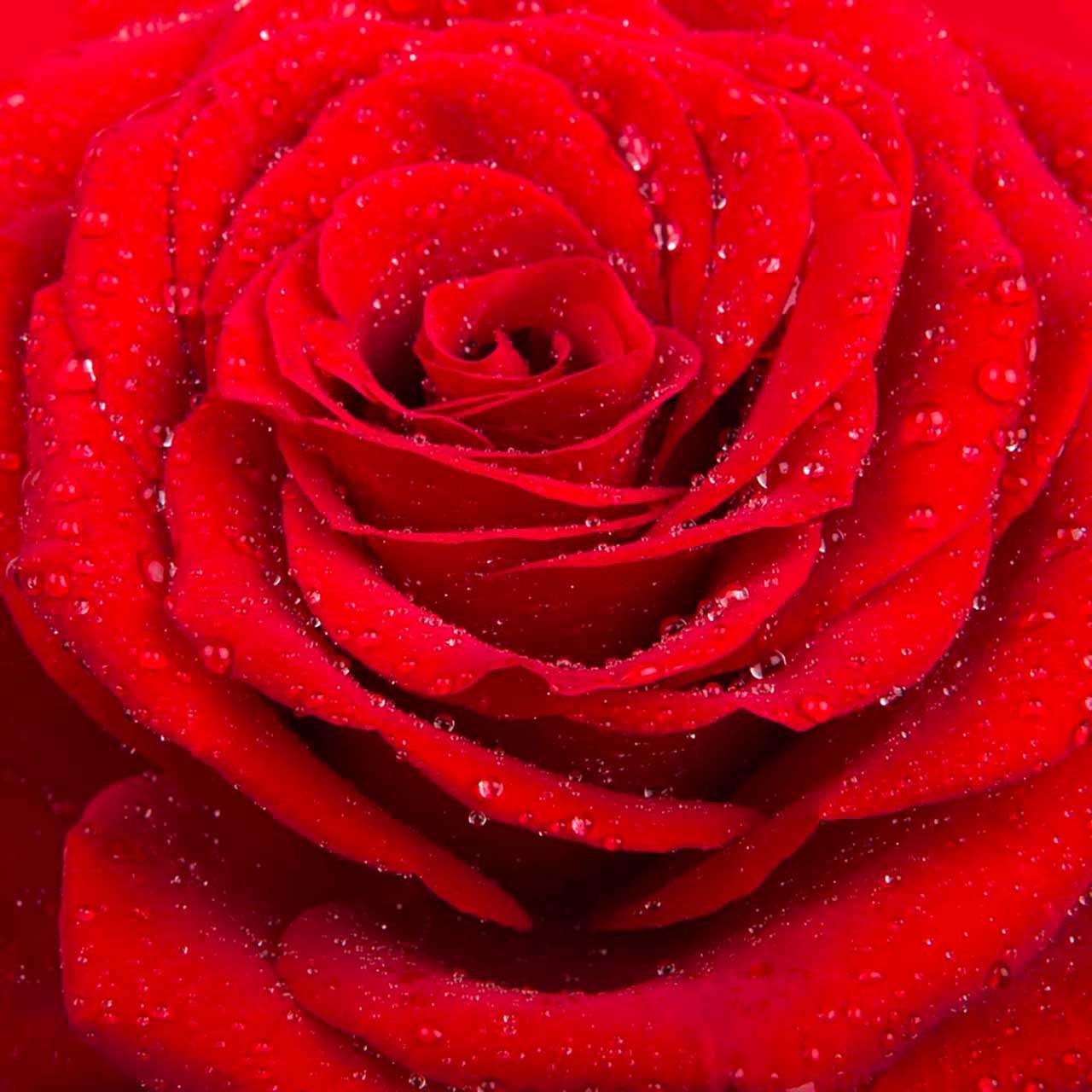 Фотообои в интерьере красная роза  9-039 фото