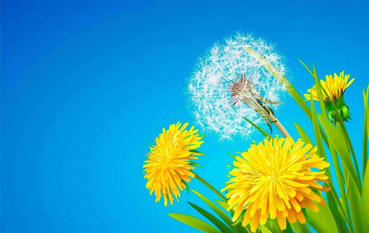 Фотообои в интерьере букет одуванчиков на голубом фоне  10-074 фото