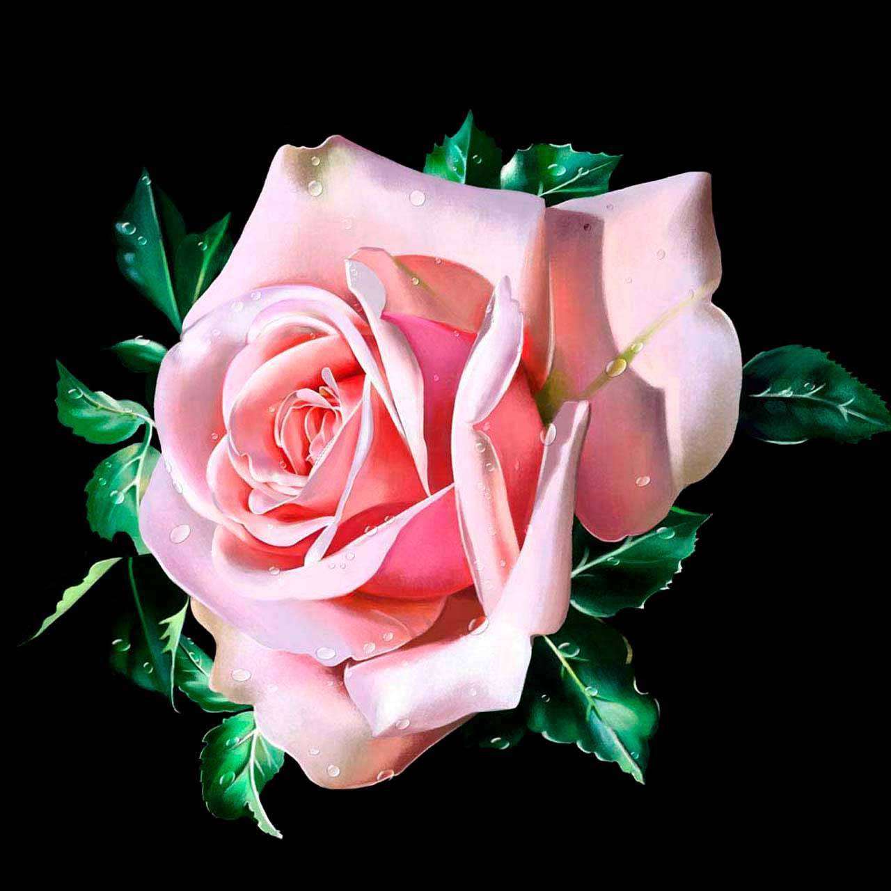 Фотообои в интерьере розовая роза на черном фоне  10-323 фото