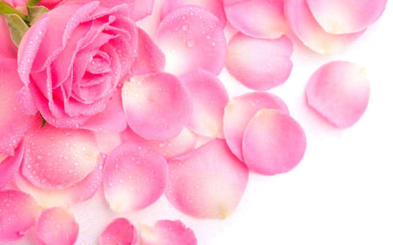 Фотообои в интерьере розовые розы с лепестками  4-025 фото