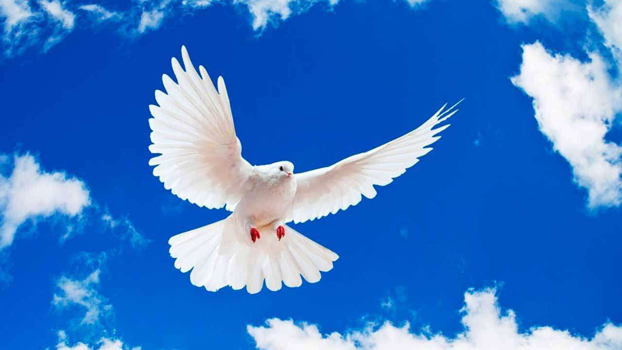 Фотообои в интерьере голубь на фоне синего неба  9-309 фото