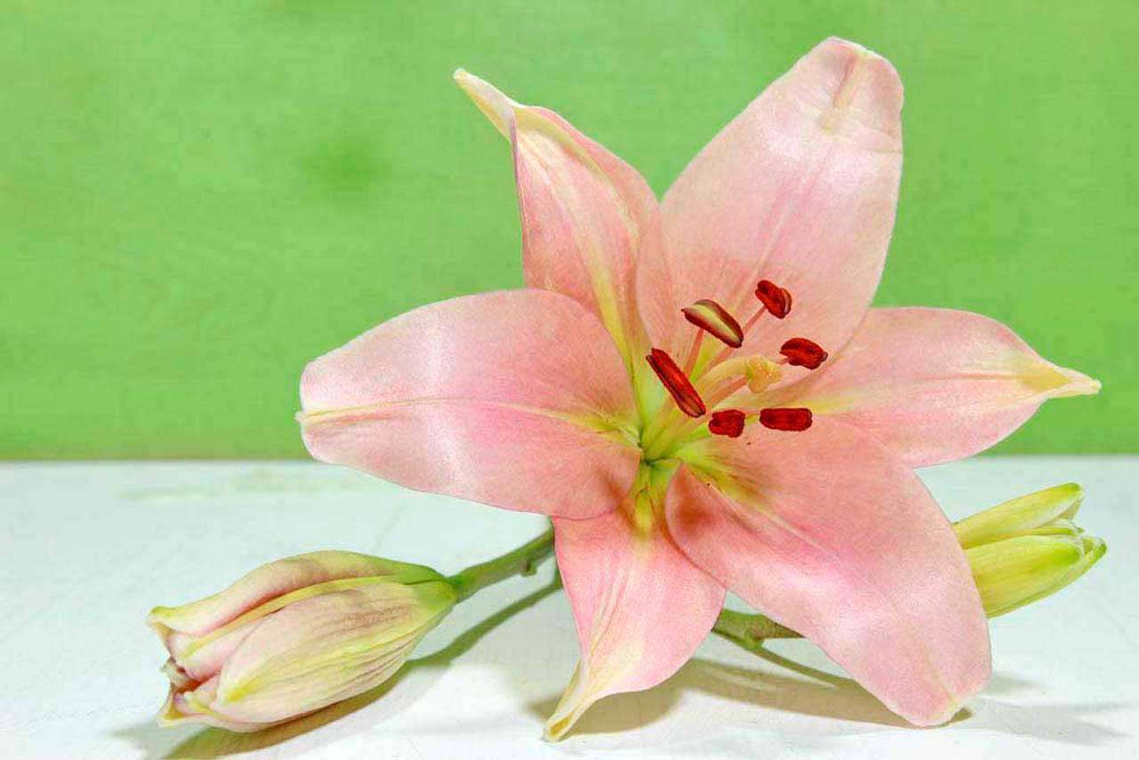 Фотообои в интерьере розовая лилия  10-371 фото