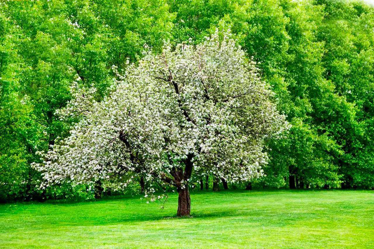 Фотообои в интерьере вишня в цвету  10-108 фото