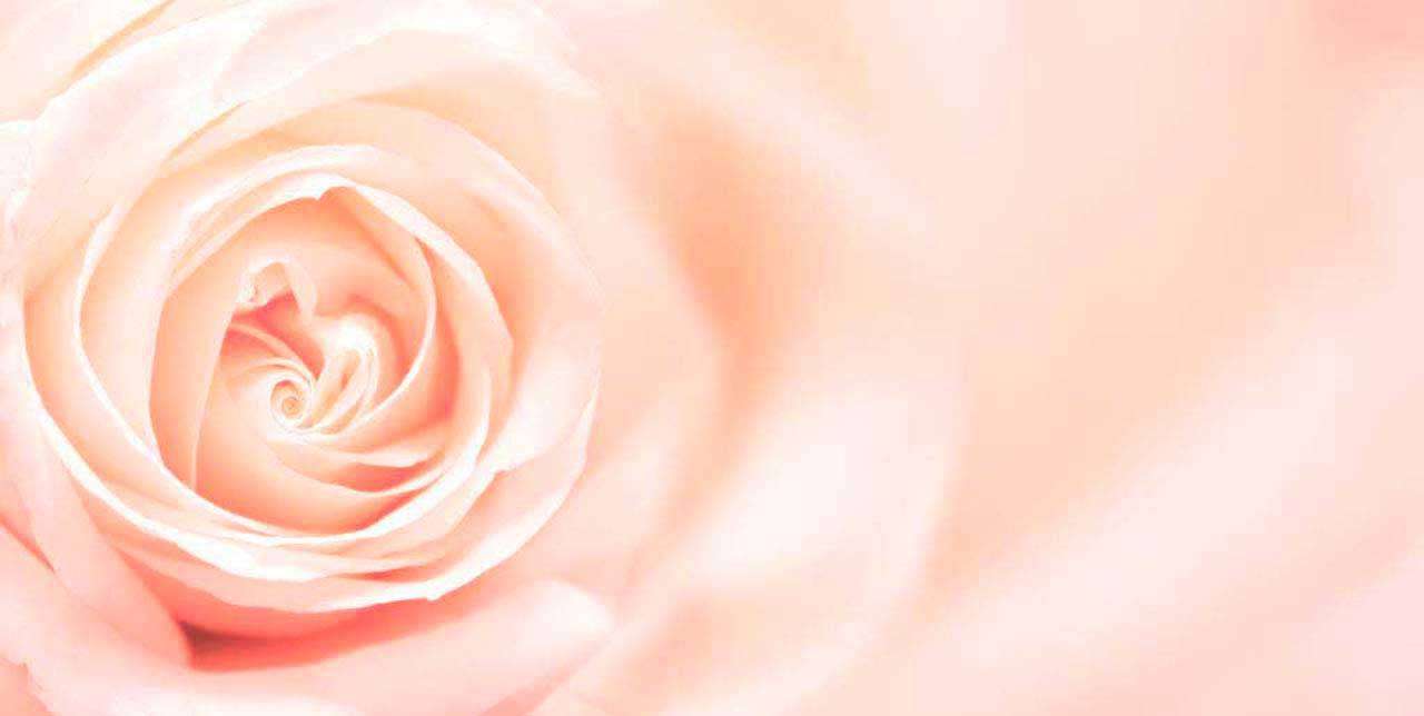 Фотообои в интерьере нежная роза пышная  10-246 фото