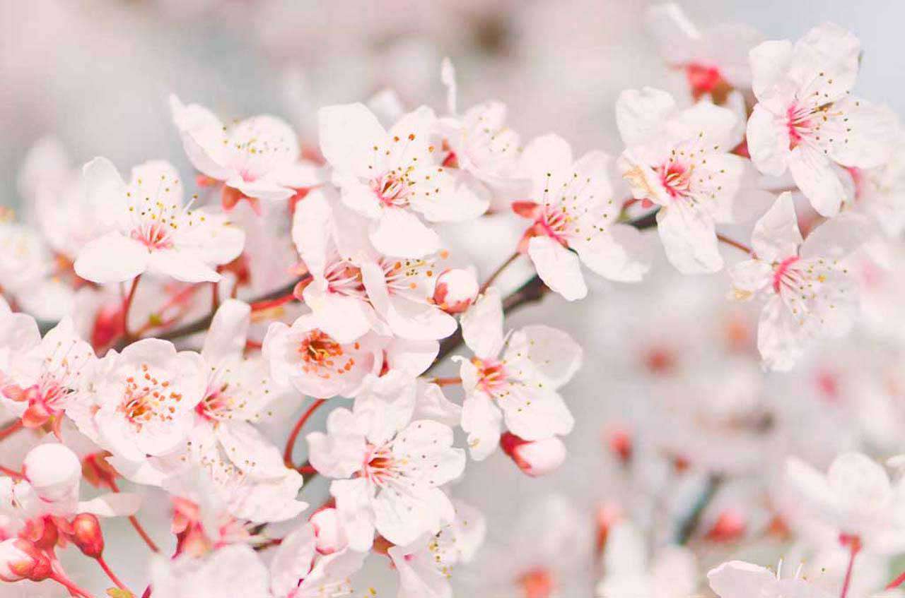 Фотообои в интерьере цветы сакуры  10-030 фото