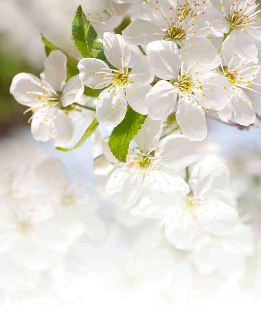 Фотообои в интерьере белоснежные лепестки вишни  10-102 фото