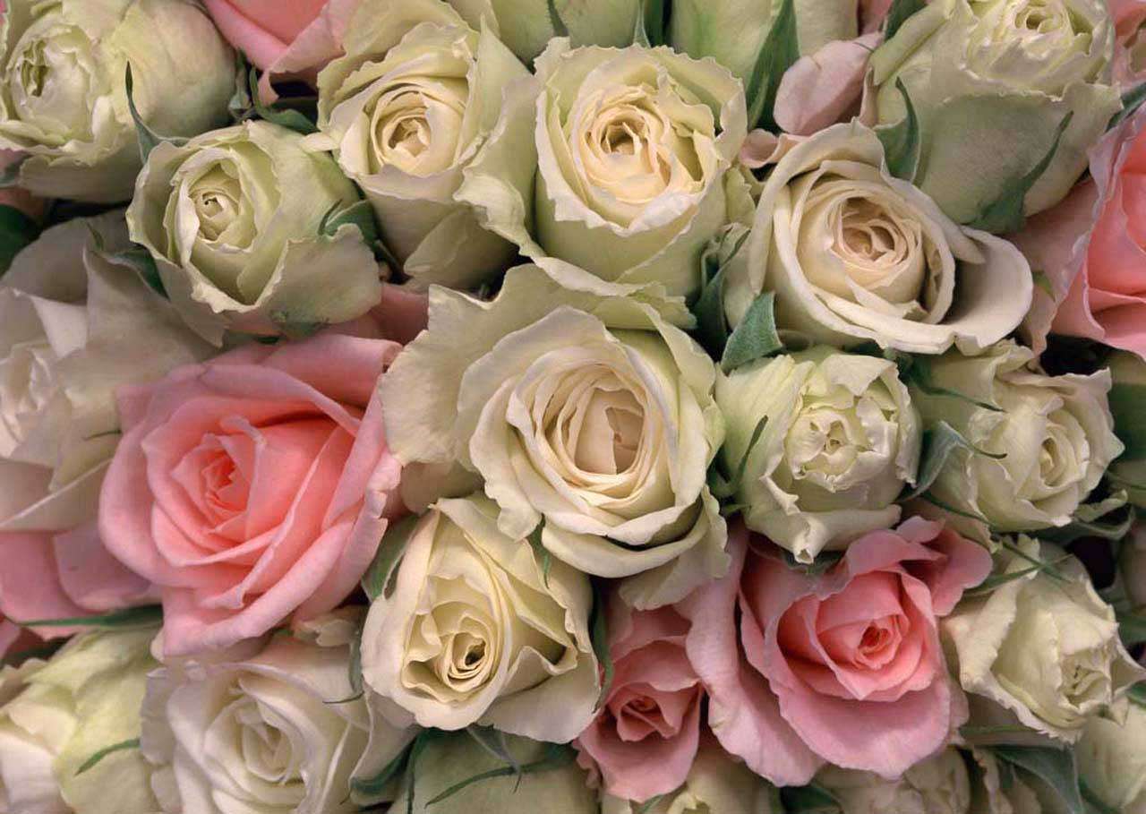 Фотообои в интерьере белые и розовые розы  3-157 фото