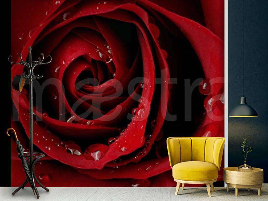 Фотообои Красная роза с капельками росы  10-327
