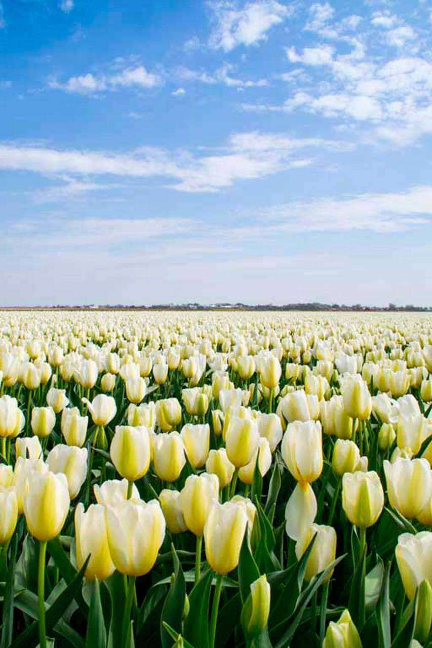 Фотообои в интерьере бескрайние поля белых тюльпанов  10-148 фото