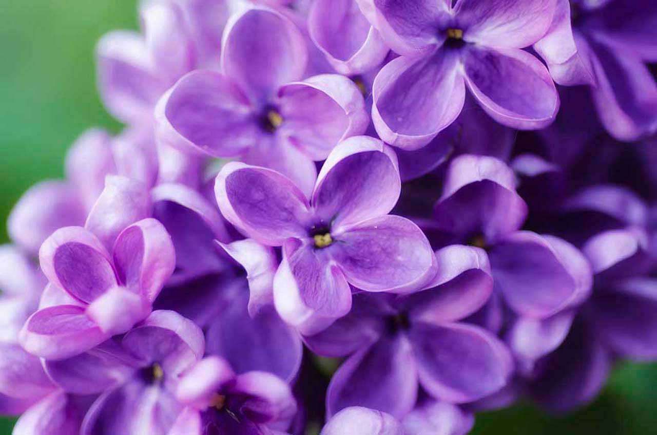 Фотообои в интерьере ветка сирени  10-043 фото