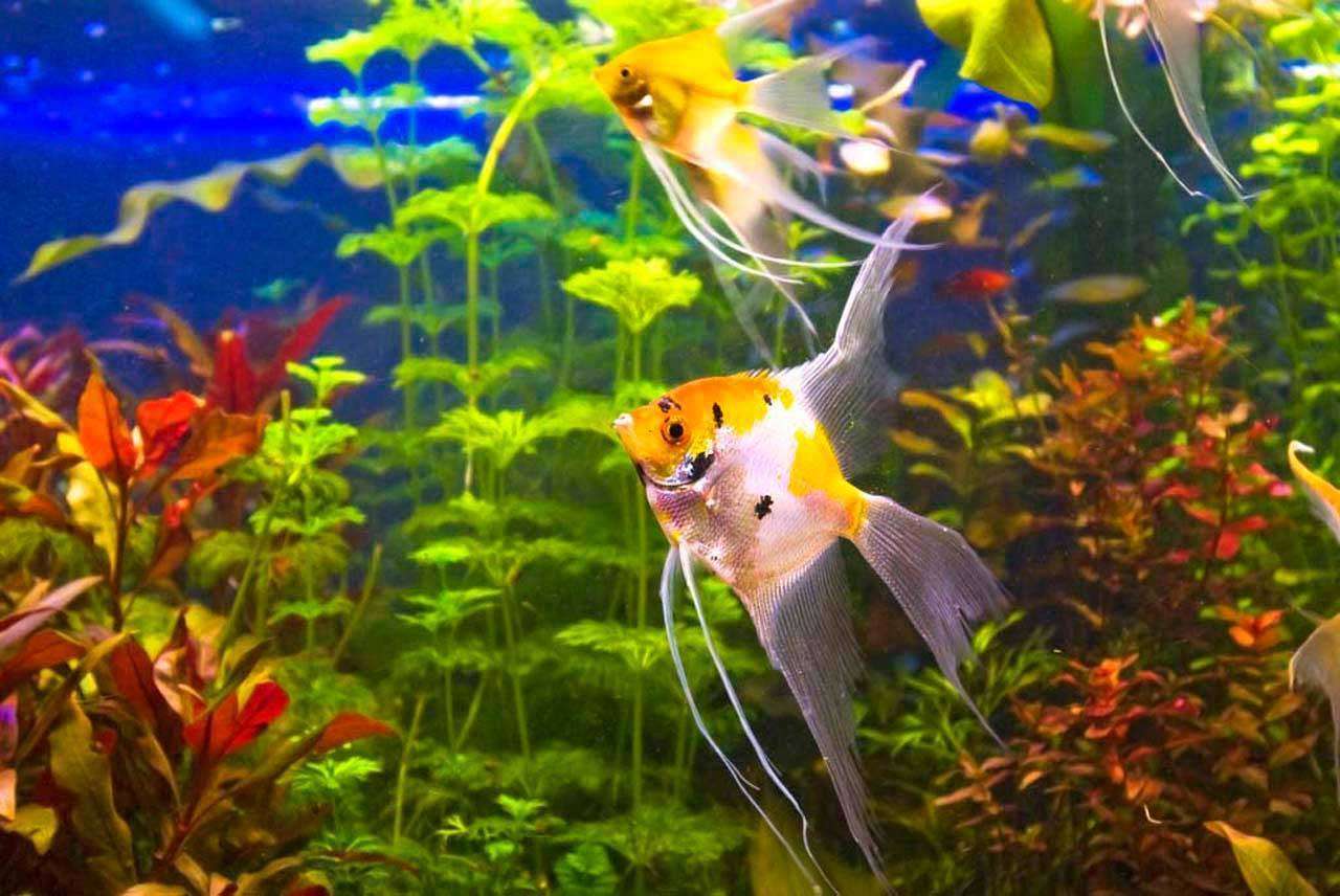 Фотообои в интерьере сказочный подводный мир  4-143 фото