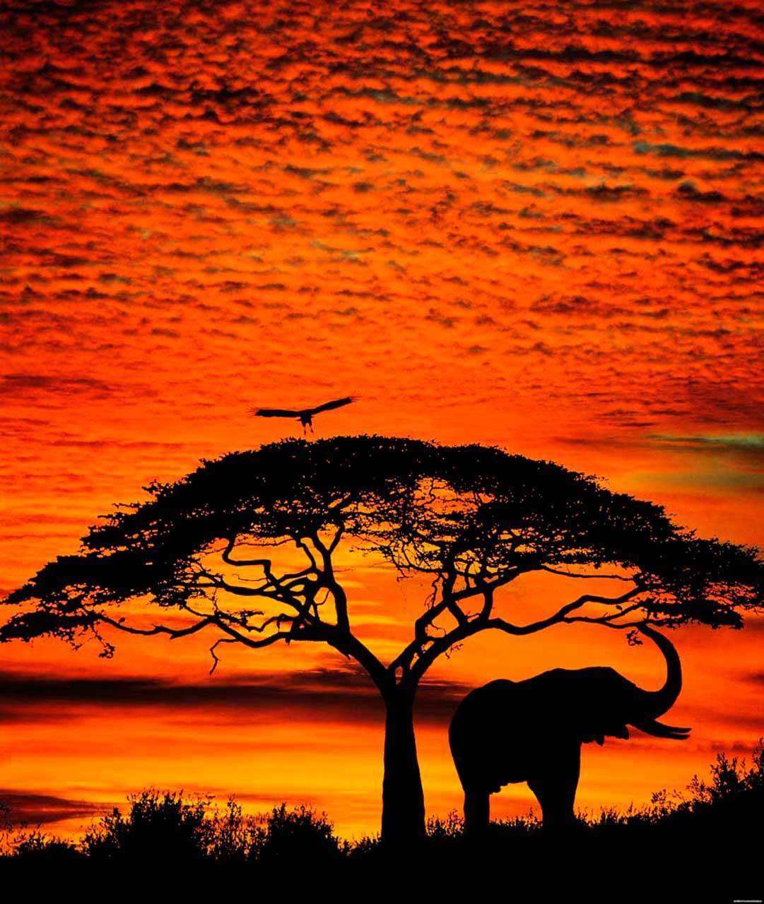 Фотообои в интерьере африка закат  2-155 фото