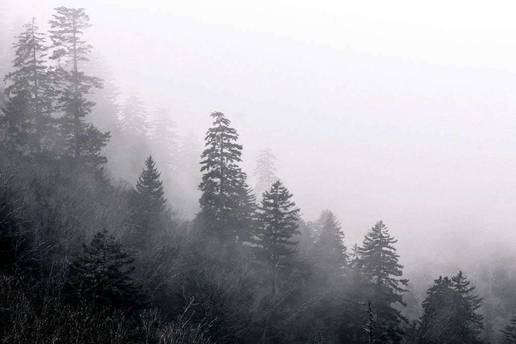 Фотообои в интерьере красота тумана  9-1162 фото