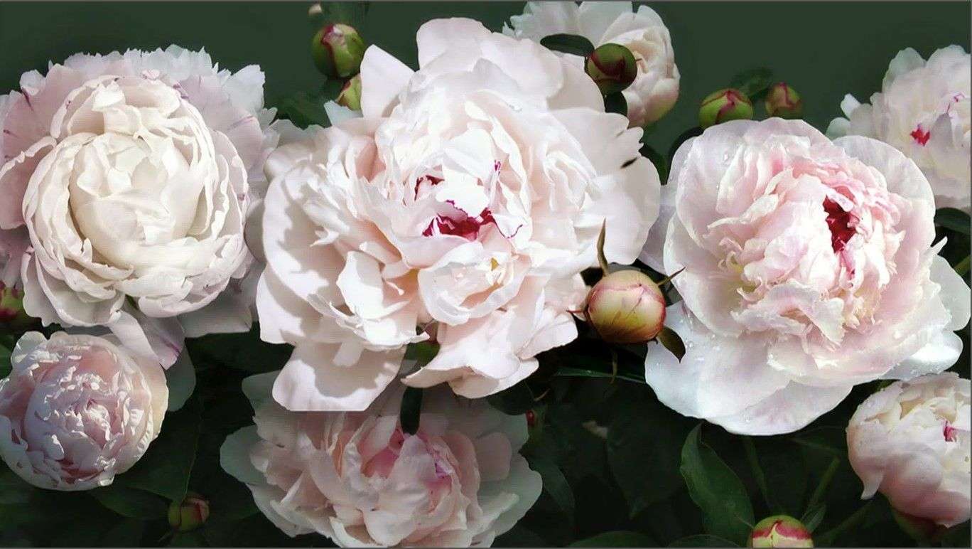 Фотообои в интерьере пионы на темном фоне  9-1974 фото