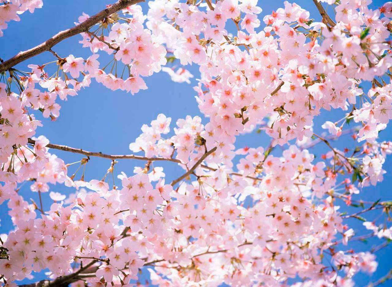 Фотообои в интерьере цветущие ветки яблони  3-183 фото