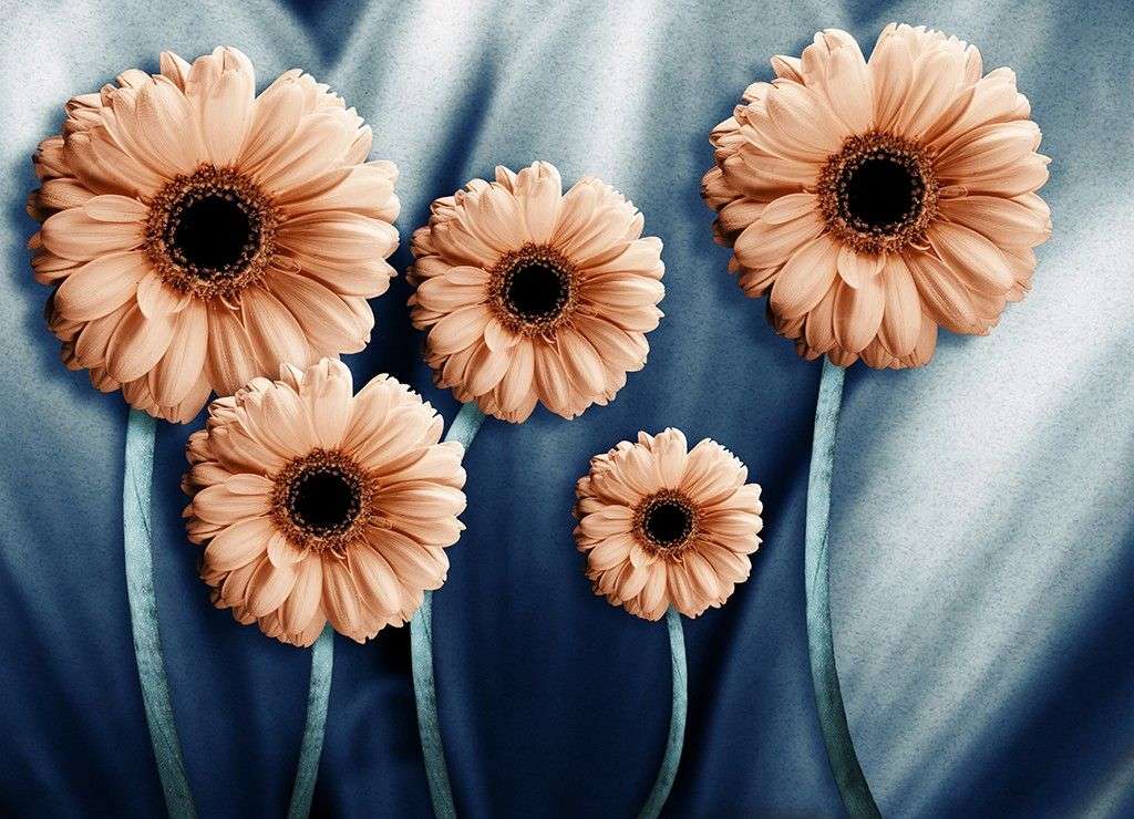 Фотообои в интерьере герберы  9-1735 фото