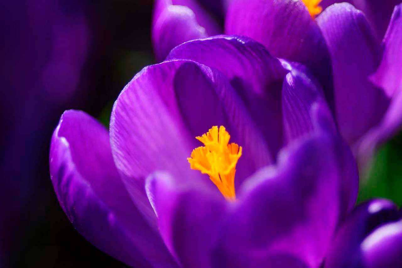 Фотообои в интерьере сиреневые цветы на темном фоне  3-156 фото