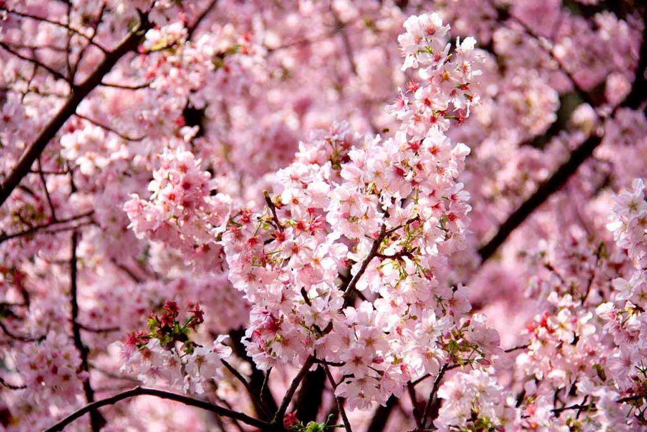 Фотообои в интерьере мере сакуры  10-021 фото