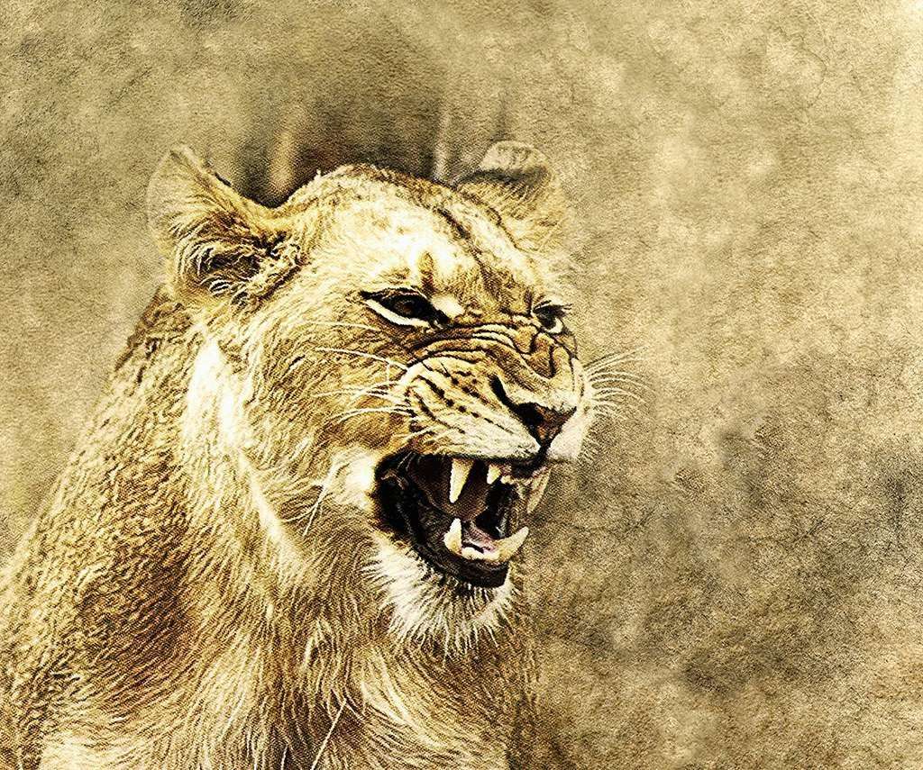 Фотообои в интерьере львица  9-2063 фото