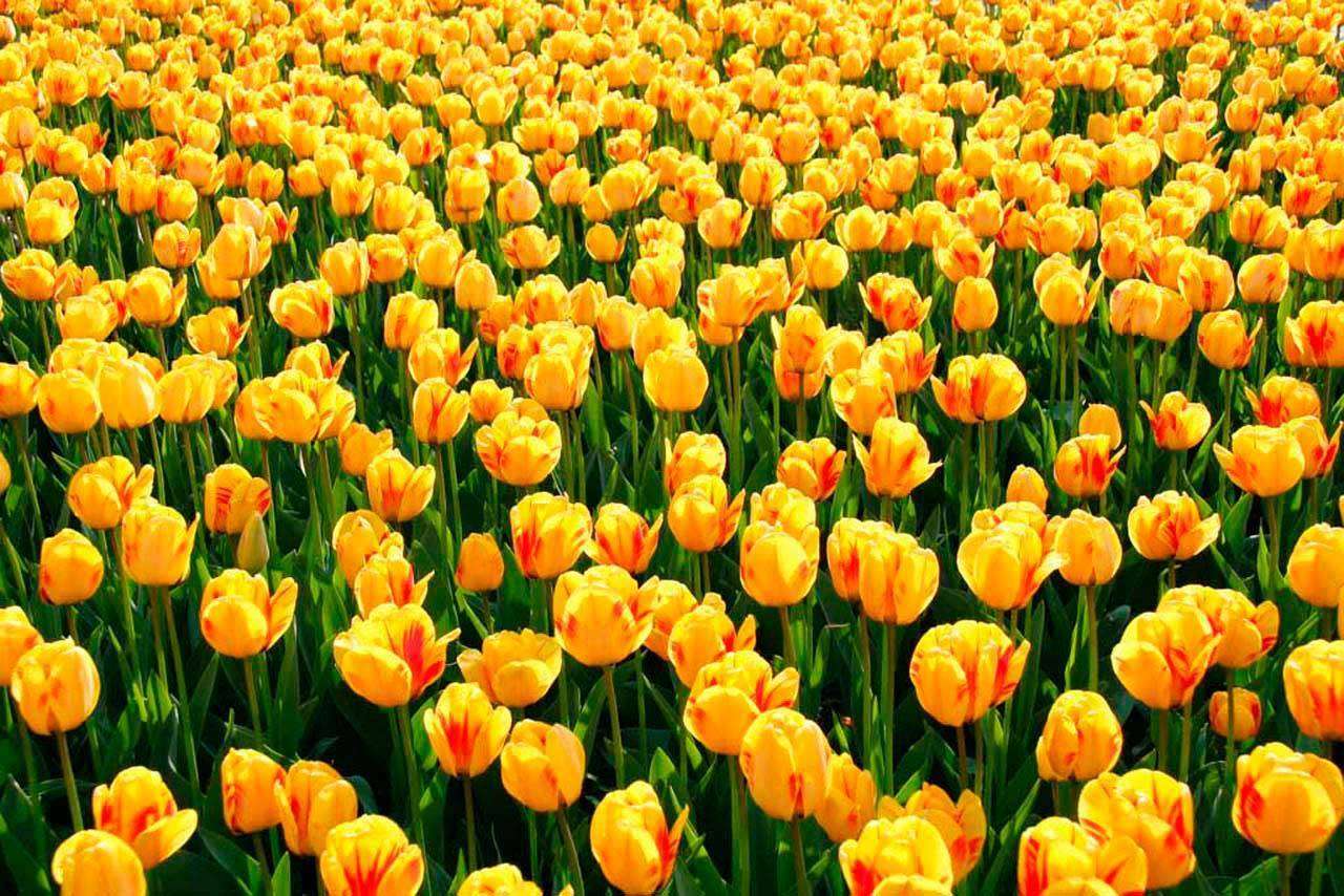 Фотообои в интерьере полевые тюльпаны  10-135 фото