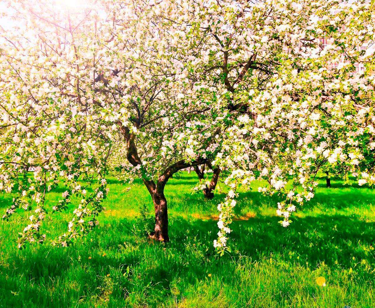 Фотообои в интерьере яблони в саду  10-091 фото