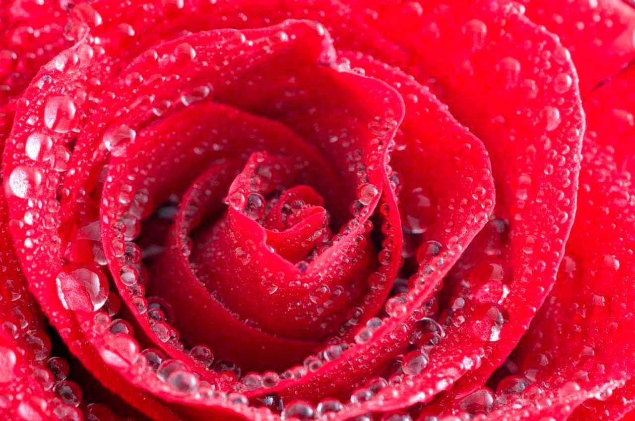 Фотообои в интерьере красная роза с каплями росы  10-279 фото