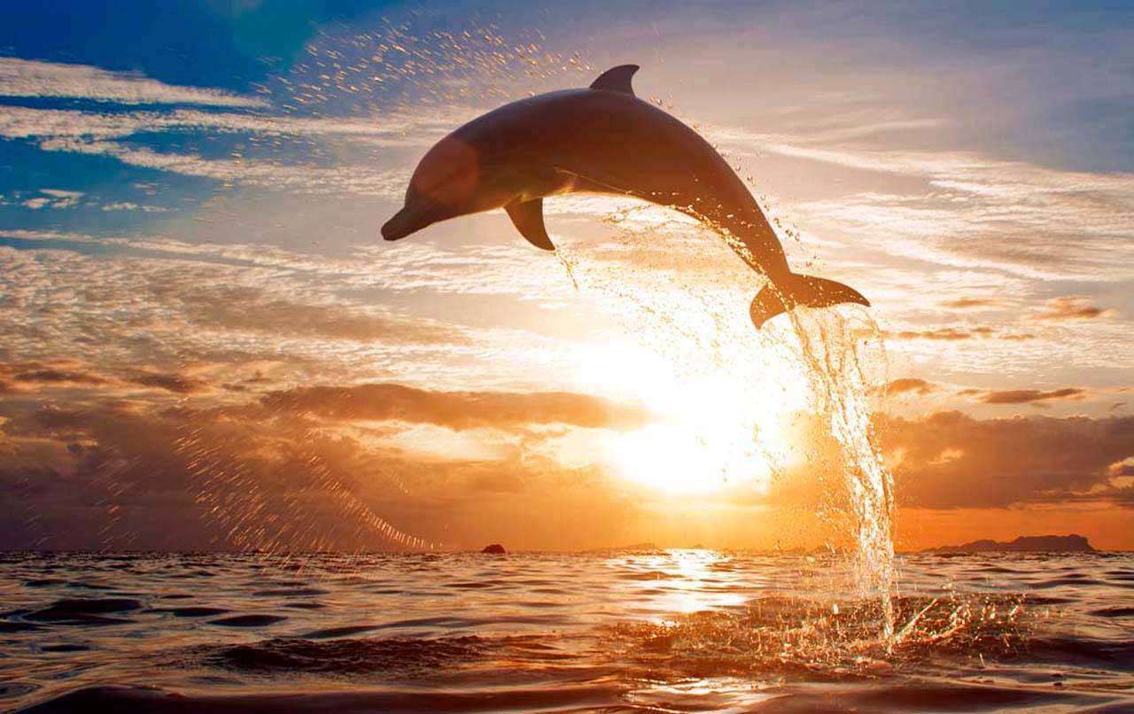 Фотообои в интерьере дельфин на фоне заката  3-078 фото