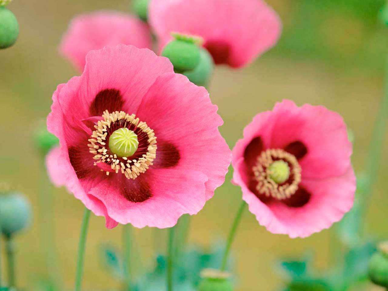 Фотообои в интерьере насыщенные розовые полевые цветы  3-177 фото