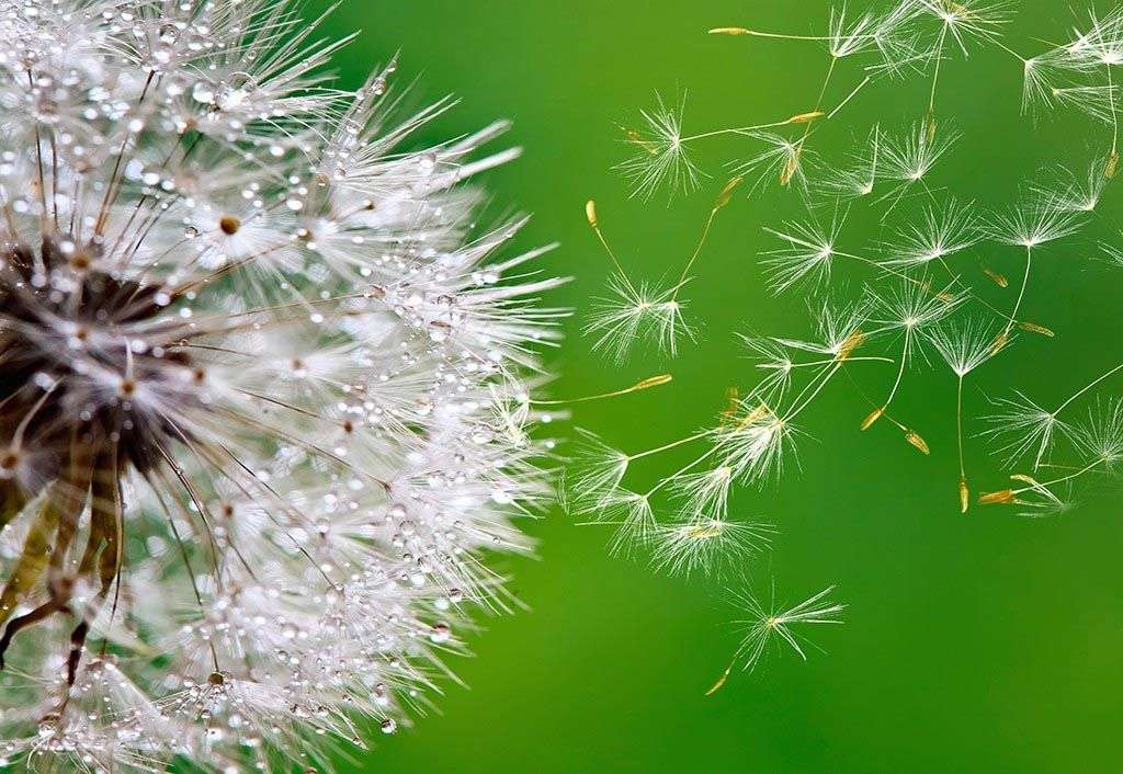 Фотообои в интерьере одуванчик в росе  9-1607 фото