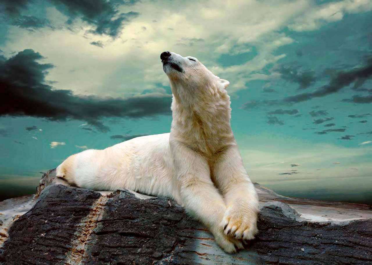 Фотообои в интерьере белый медведь  4-167 фото