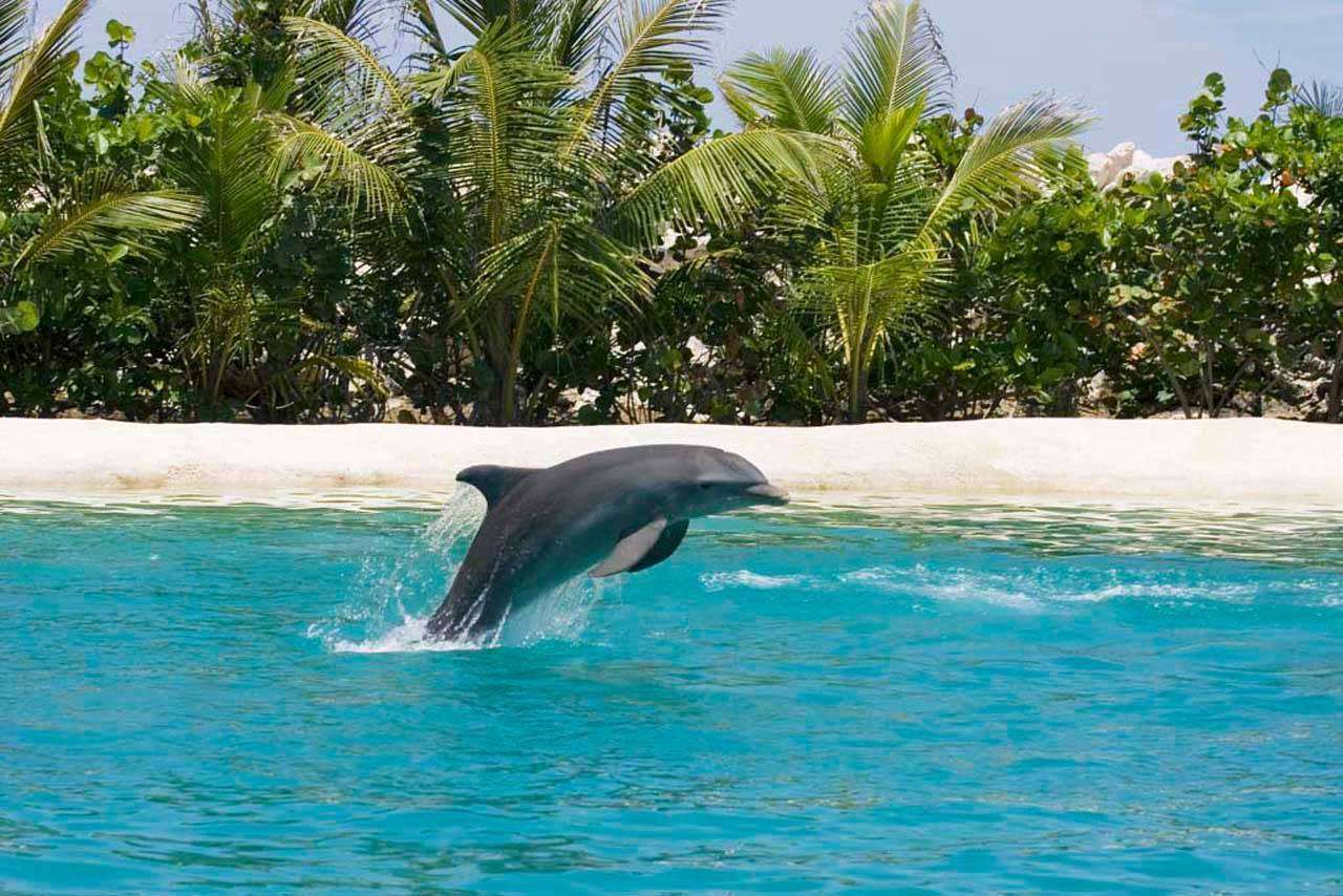 Фотообои в интерьере дельфин на фоне острова  4-150 фото