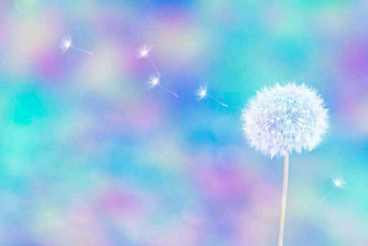 Фотообои в интерьере зрелый одуванчик с семенами на голубым небом  10-077 фото