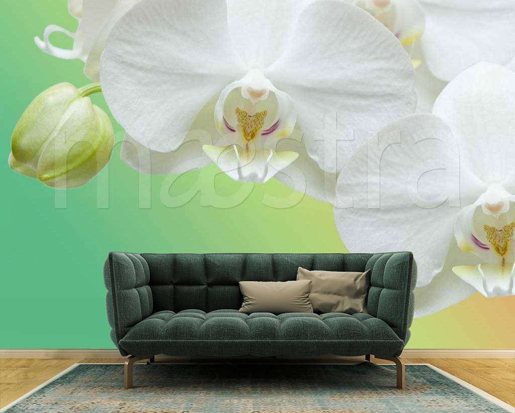 Фотообои Веточка орхидеи на зеленом фоне  10-185