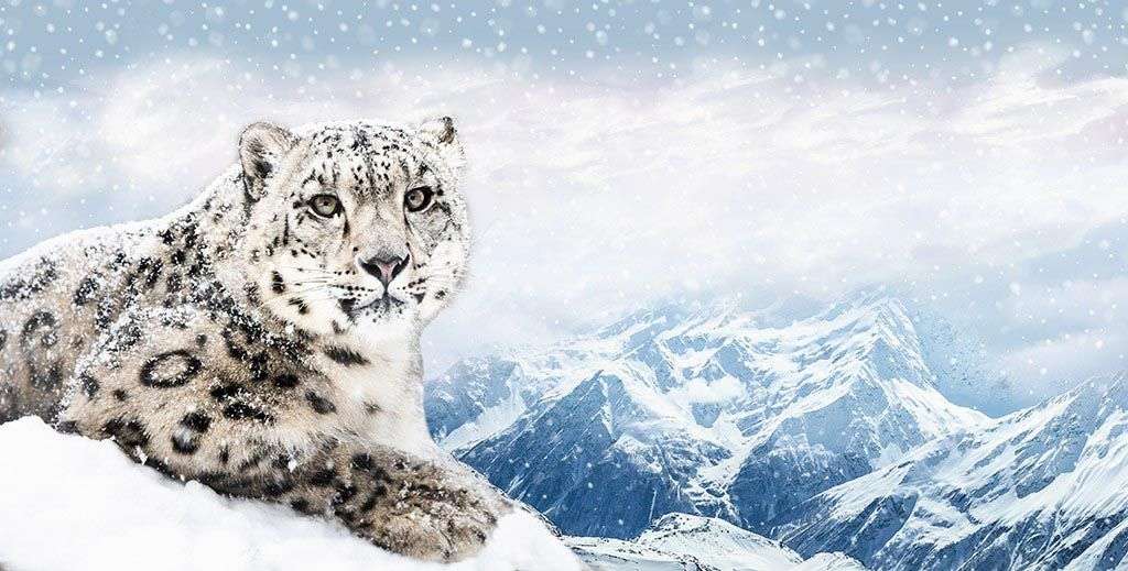 Фотообои в интерьере снежный барс в горах  14-279 фото