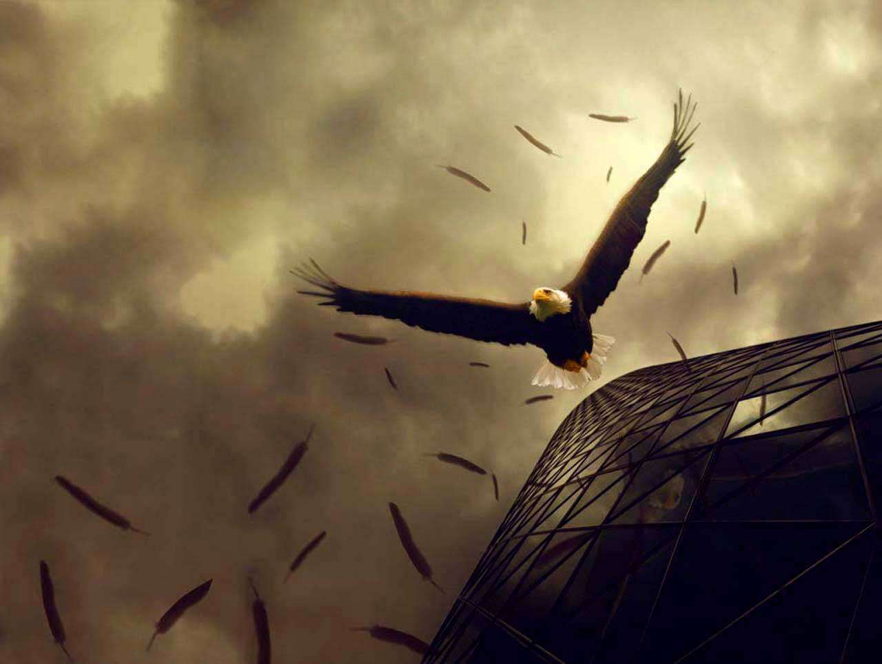 Фотообои в интерьере орел в полете  4-178 фото