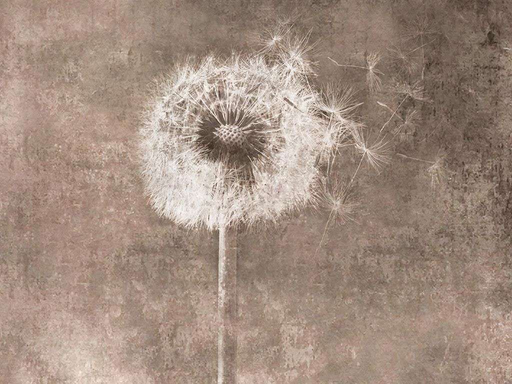 Фотообои в интерьере одуванчик современный  10-883 фото