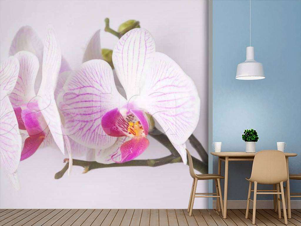 Фотообои Ветка орхидеи на светлом фоне  10-282