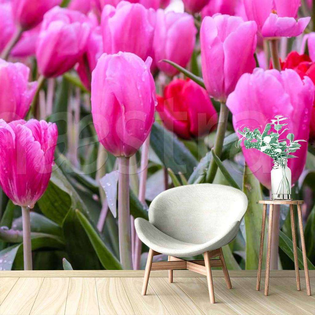 Фотообои Поле розовых тюльпанов  10-127