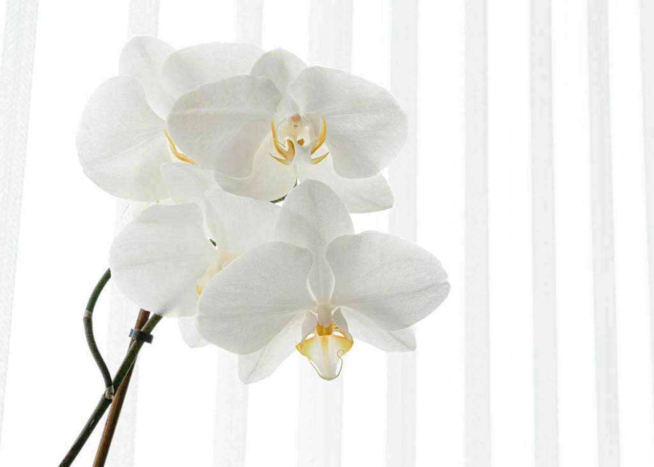 Фотообои в интерьере белая орхидея видная  10-158 фото