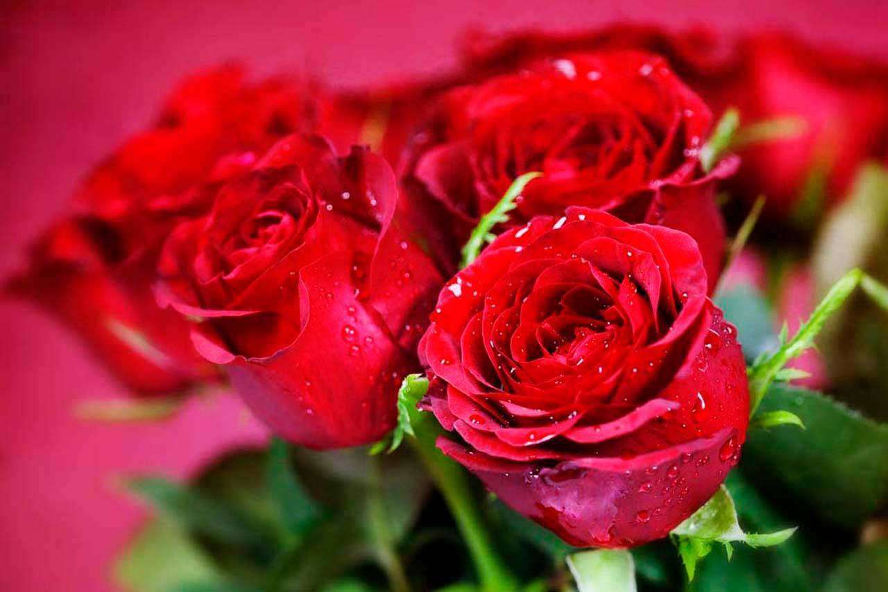 Фотообои в интерьере красные розы с большими бутонами  4-024 фото