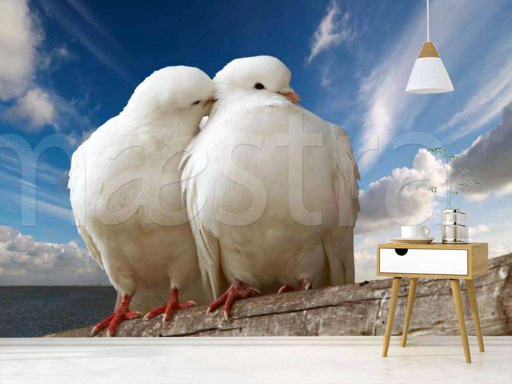 Фотообои Голуби  4-175