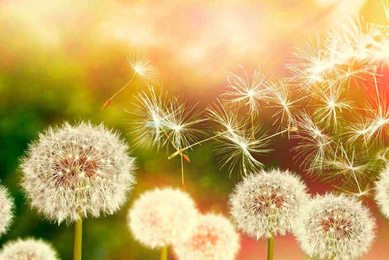 Фотообои в интерьере поле белых одуванчиков  10-071 фото