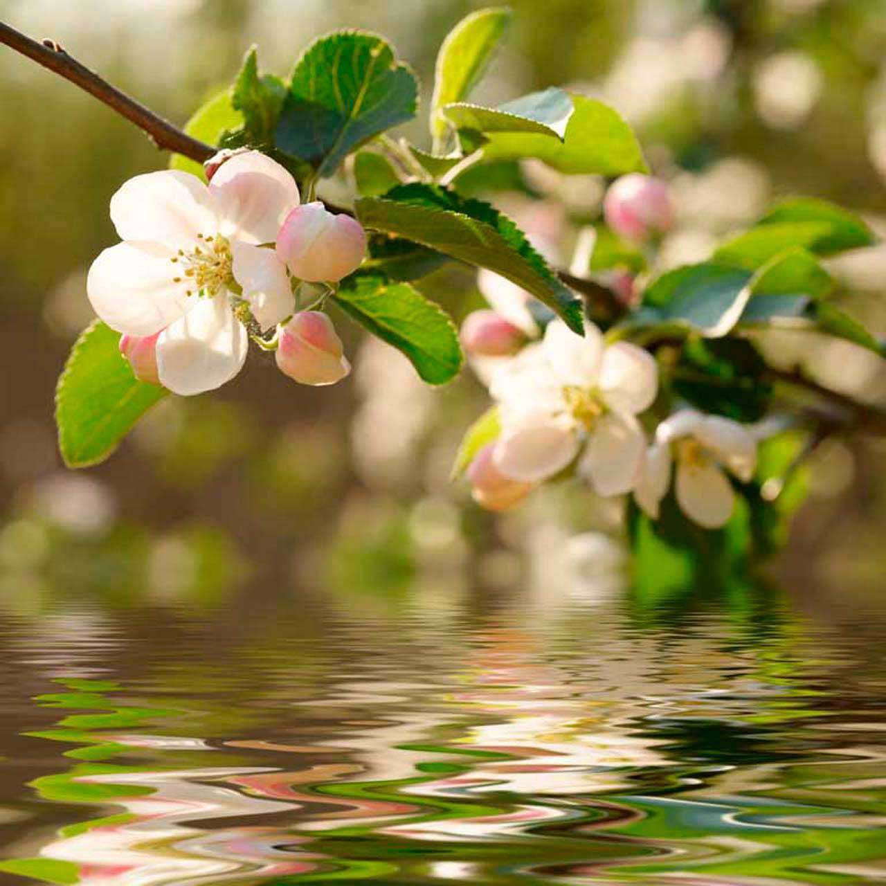 Фотообои в интерьере цветущая ветка яблони над водой  10-110 фото