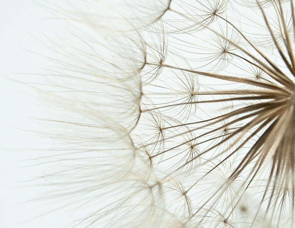 Фотообои в интерьере одуванчик большой  9-1772 фото