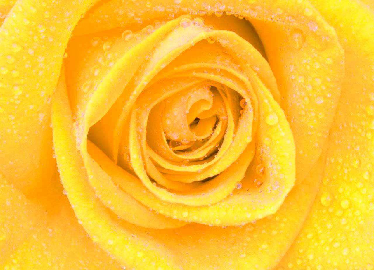 Фотообои в интерьере желтые розы роскошные  10-299 фото