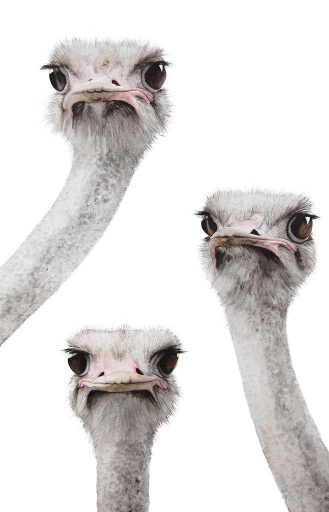 Фотообои в интерьере страусы  12-1502 фото